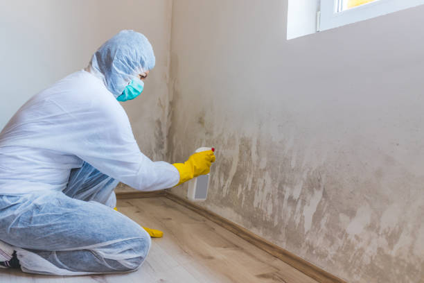Licensed Basement Mold Removal service in Bayonne, NJ - WQB Mold Removal