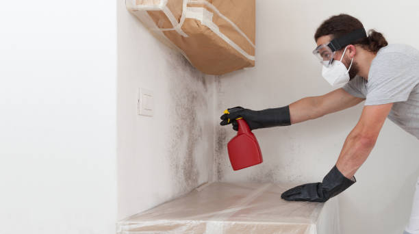 Professional Basement Mold Removal technician working in Bayonne, NJ