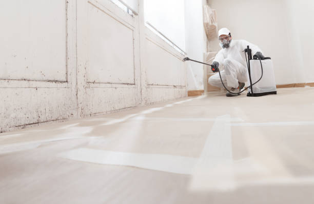24/7 Emergency Basement Mold Removal experts in Bayonne, NJ