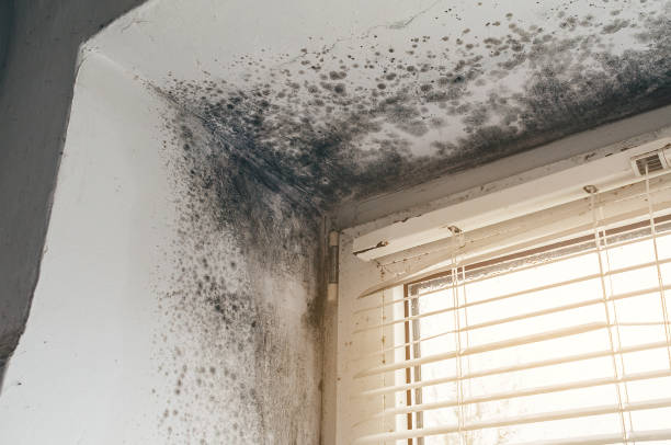 Affordable Basement Mold Removal solutions in Bayonne, NJ